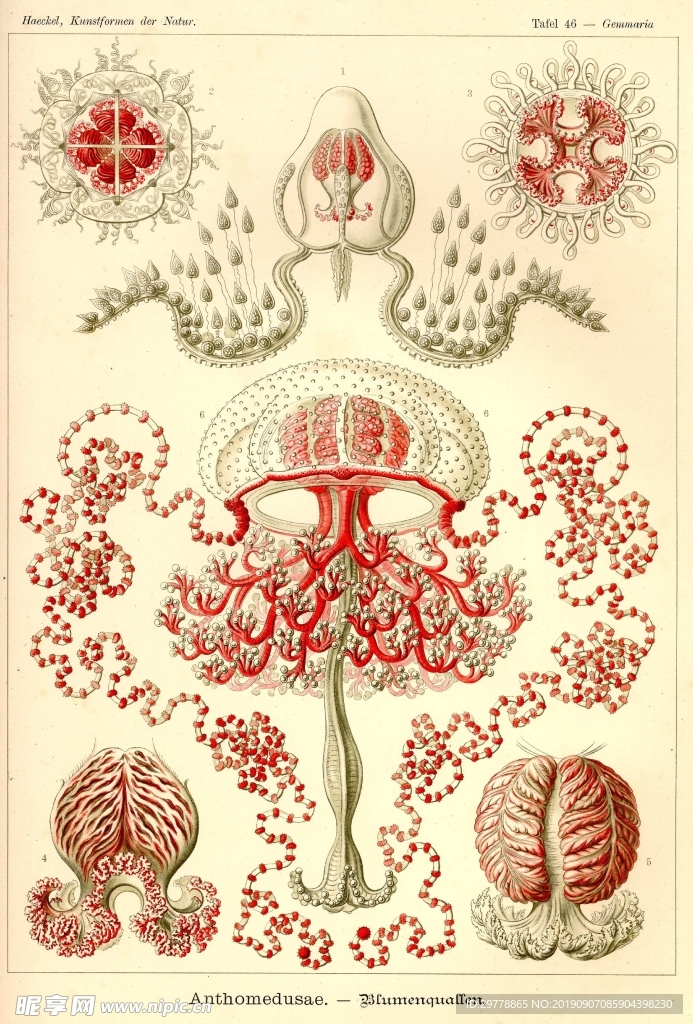 生物