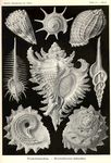 生物