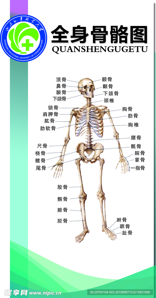 全身骨骼图