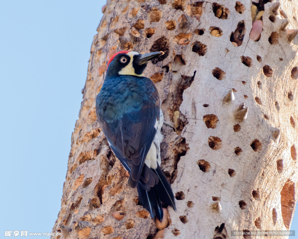 大斑啄木鸟：张掖黑河湿地国家级自然保护区 - 中国自然保护区生物标本资源共享平台
