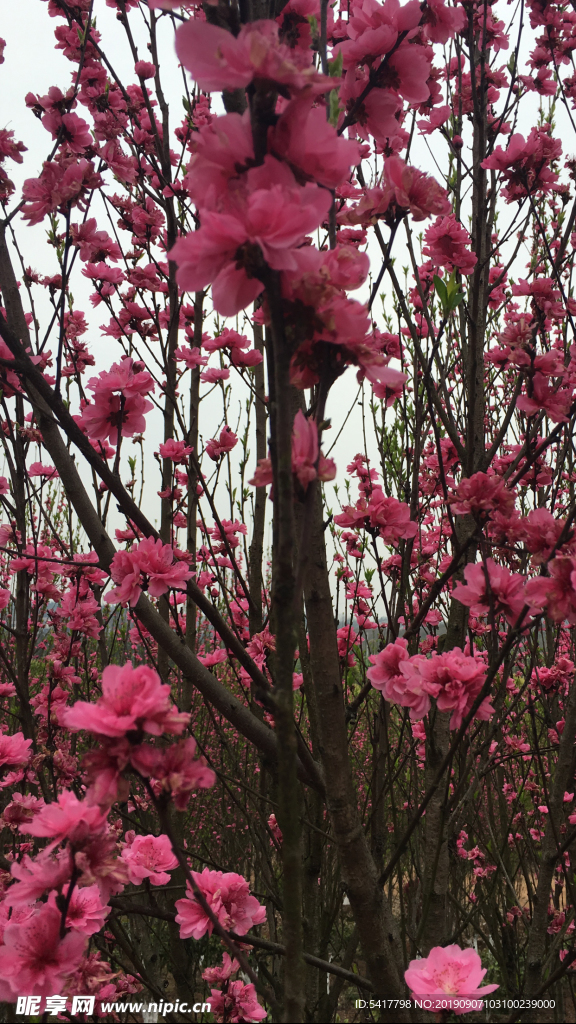 桃花