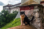 布达拉宫的猫