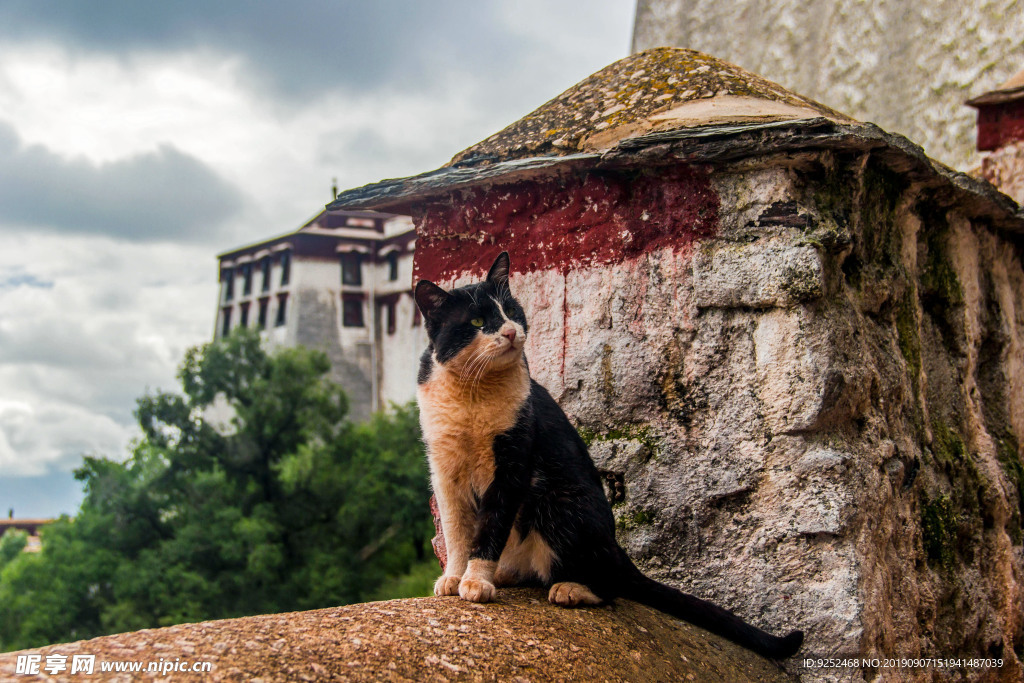 猫