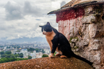 猫