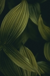绿色树叶植物背景