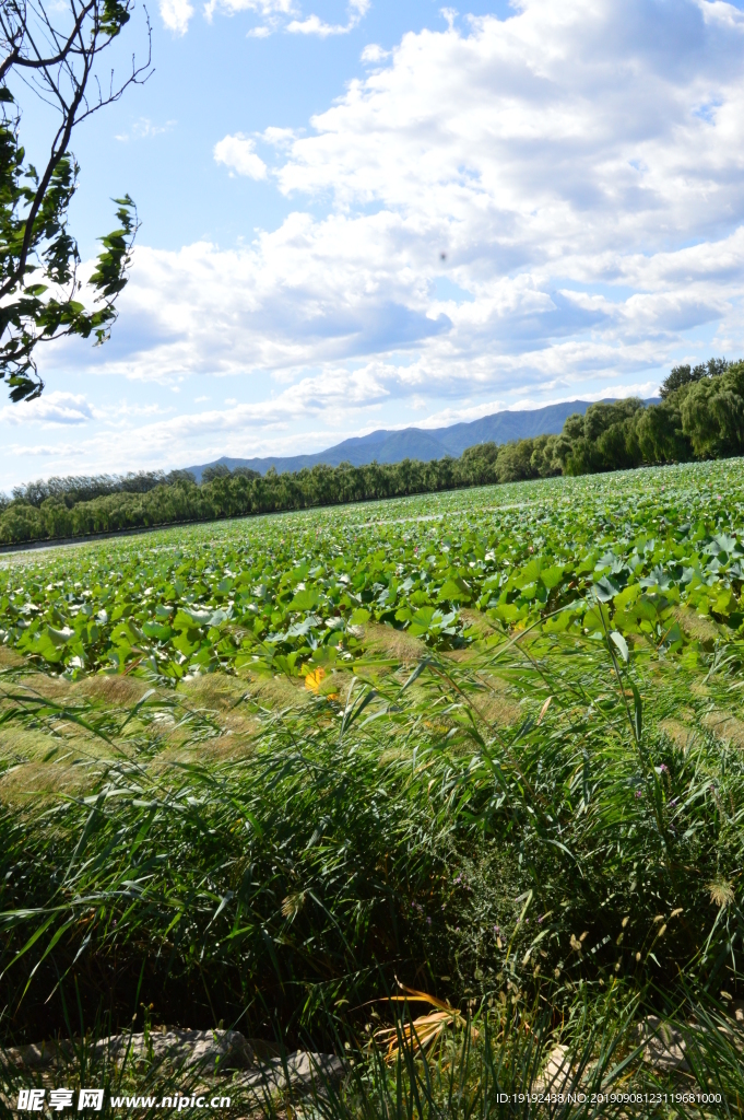颐和园风景