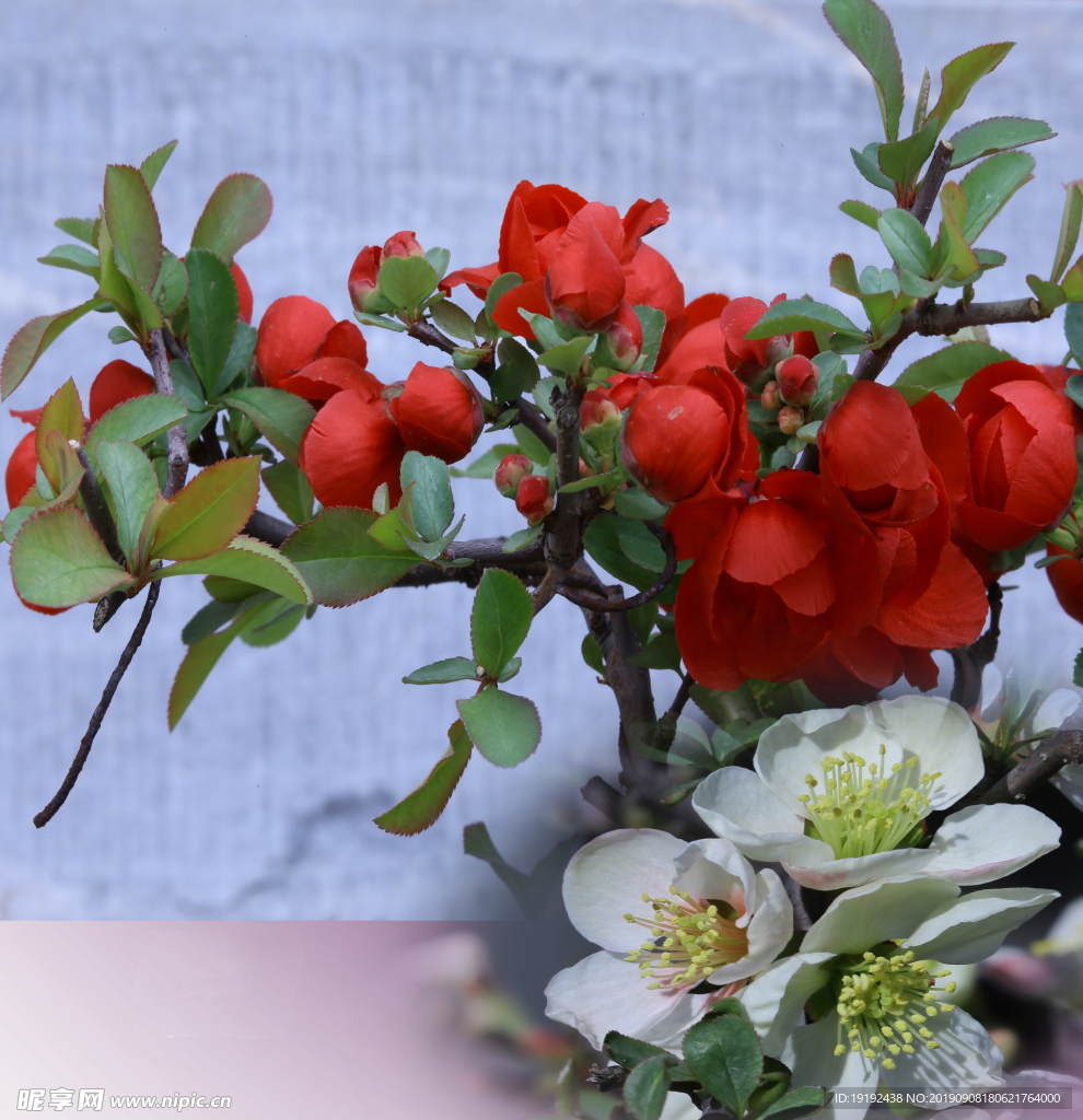 贴梗海棠花