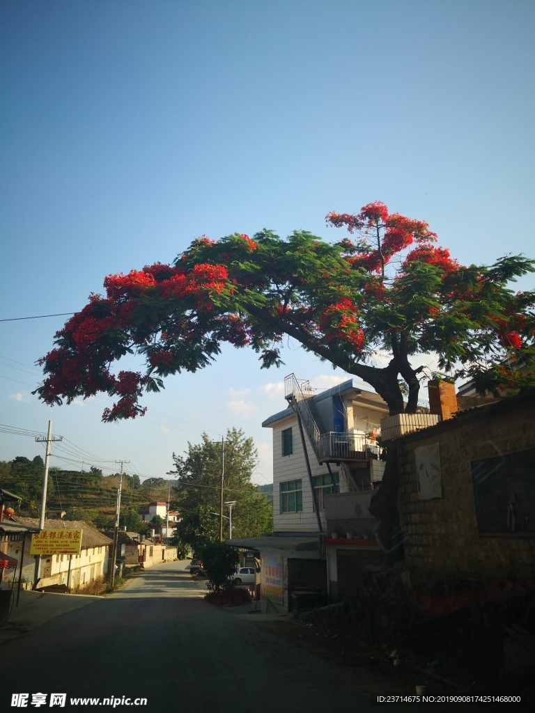 凤凰花