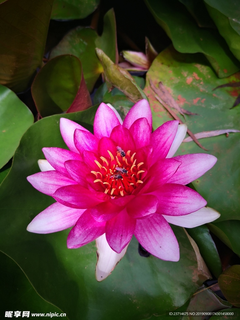 荷花