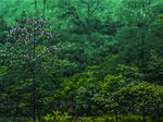 森林树林小花树