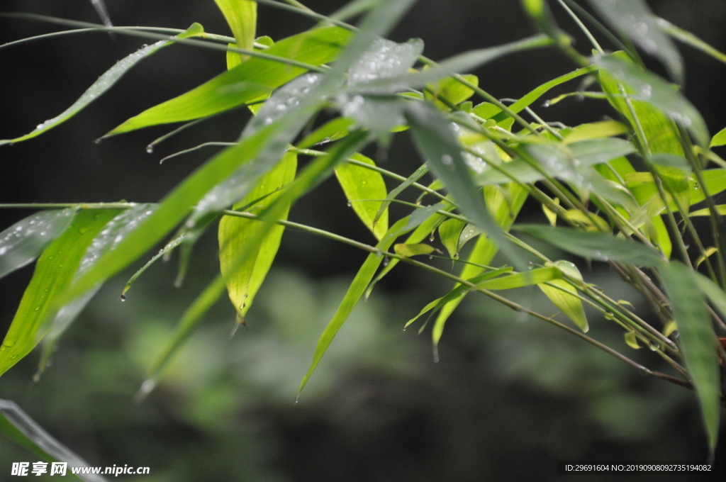 雨后竹叶