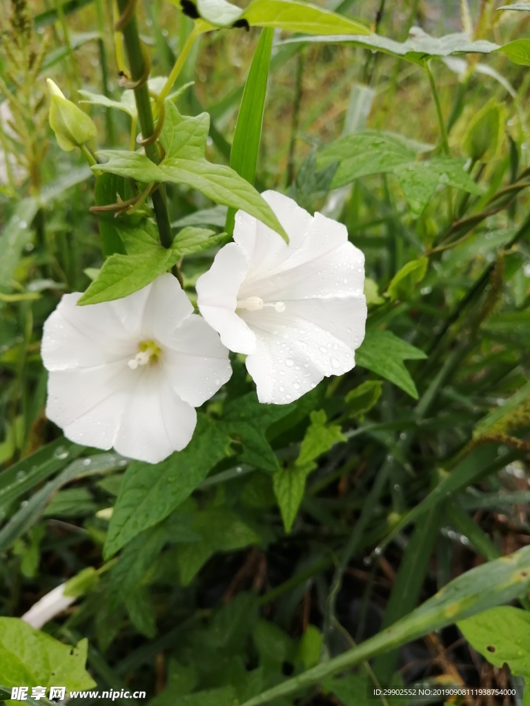 牵牛花