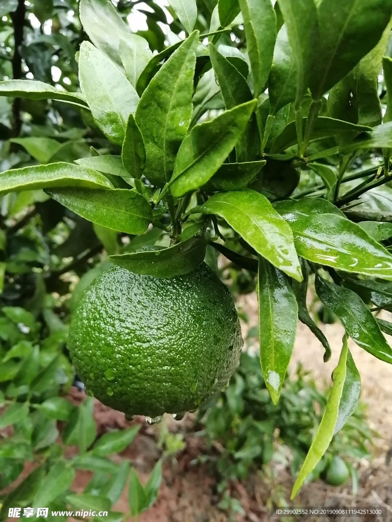 柑橘
