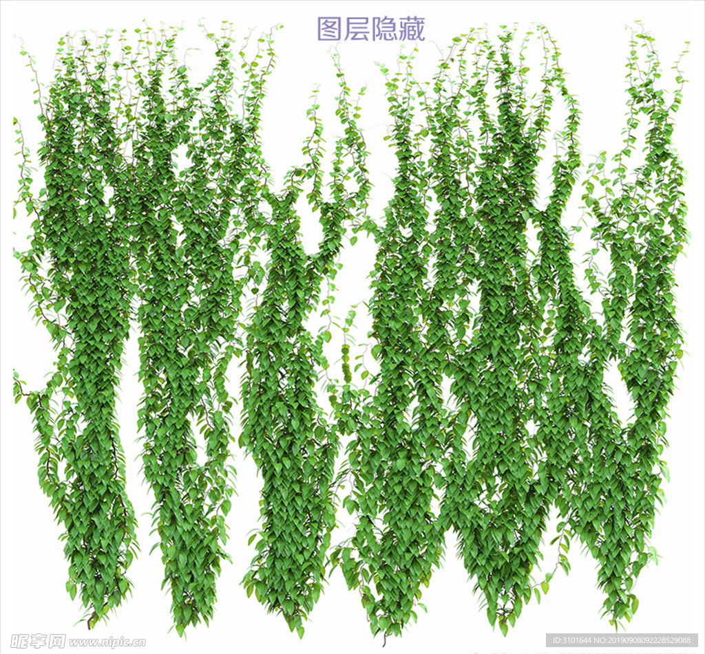 藤蔓植物