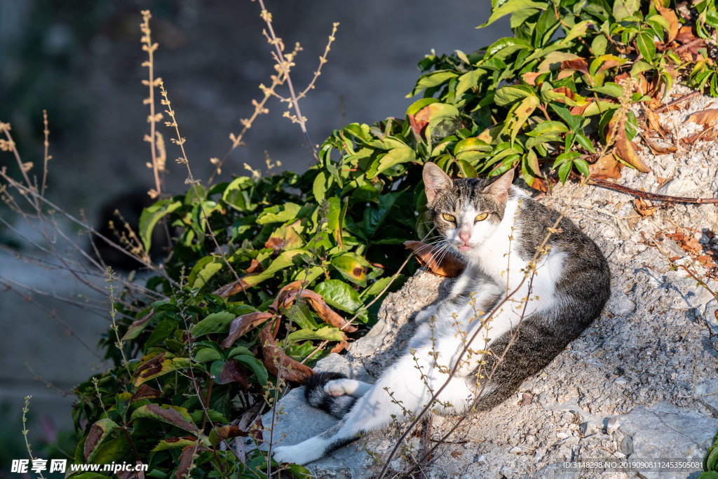 猫咪