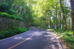 城市公路道路林荫路摄影图