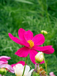 格桑花