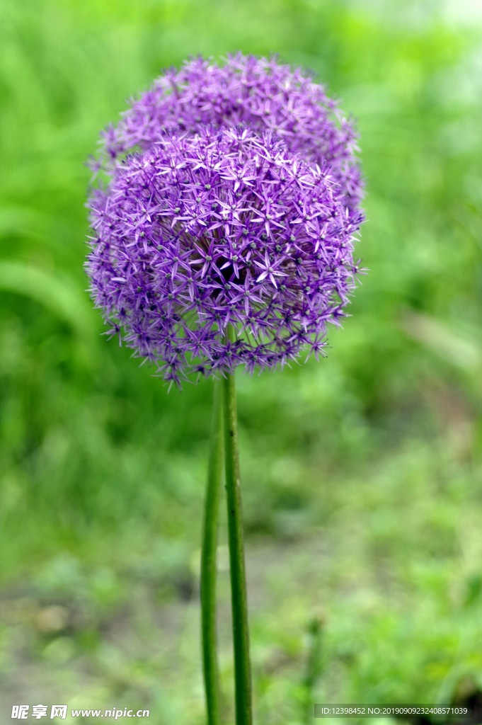 葱兰花
