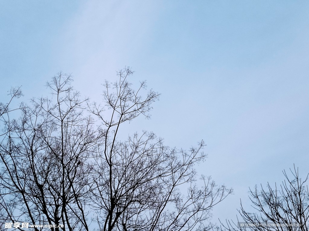 树枝