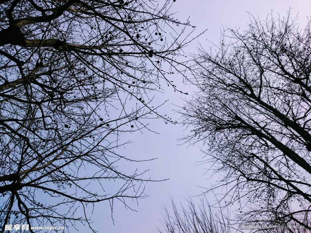 树枝