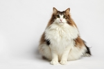 小猫宠物肥猫