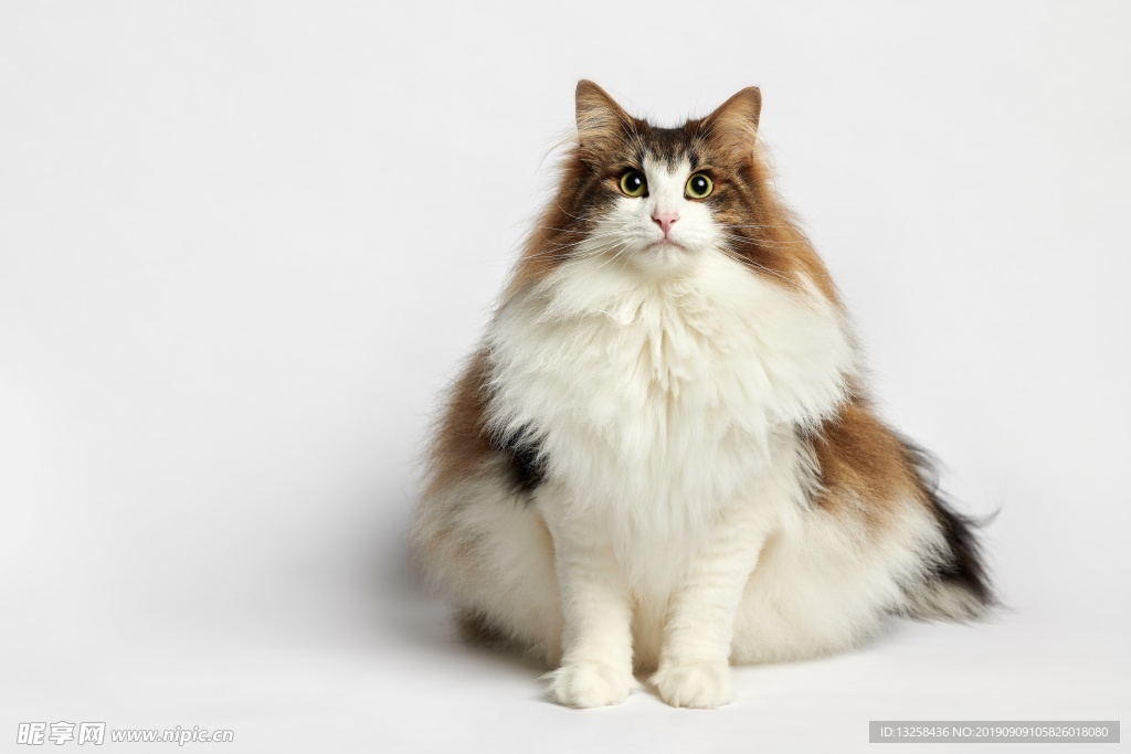 小猫宠物肥猫