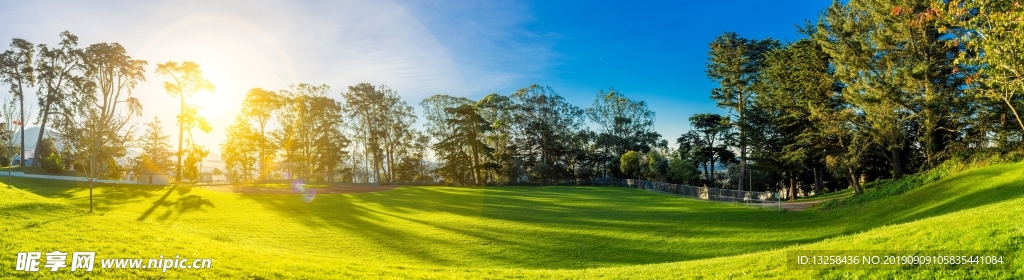 森林树木草地阳光天空风景