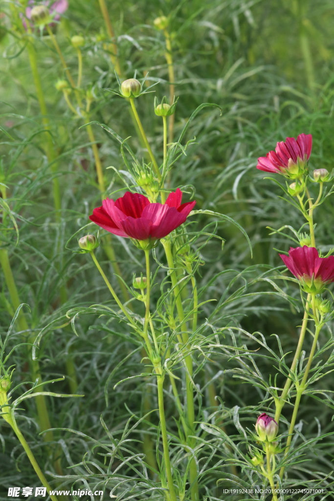 波斯菊