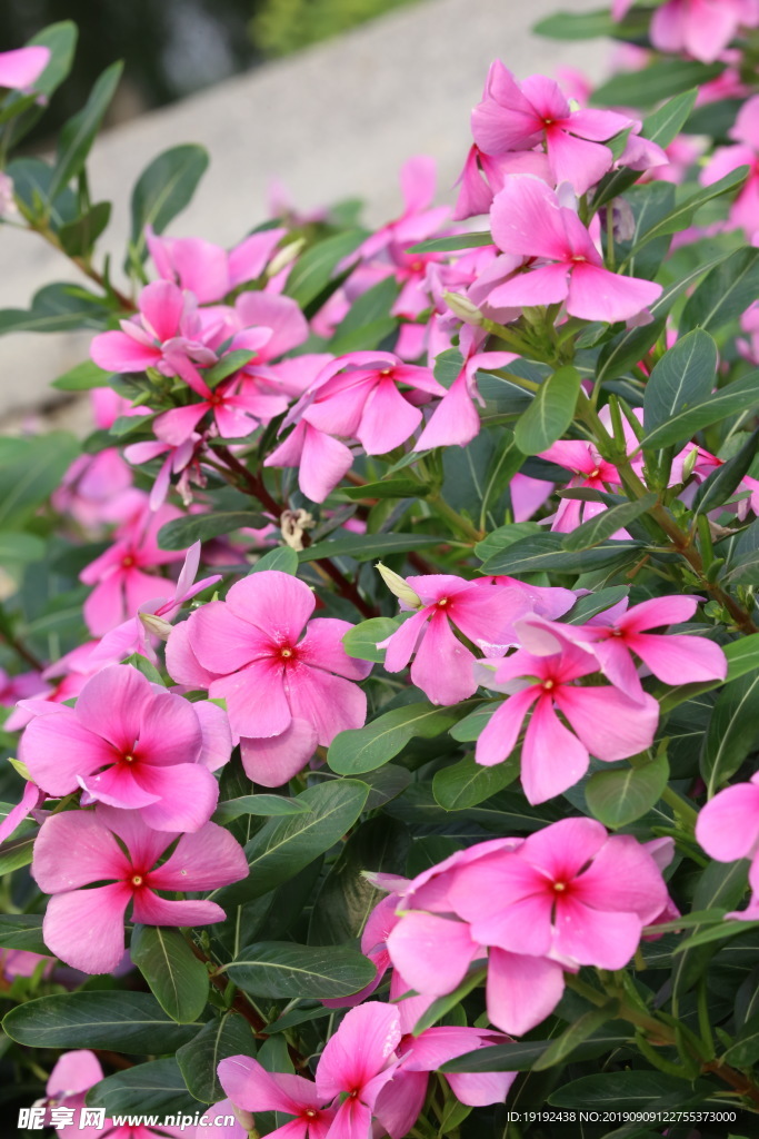 长春花