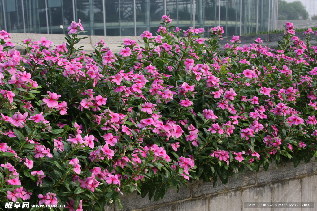 长春花