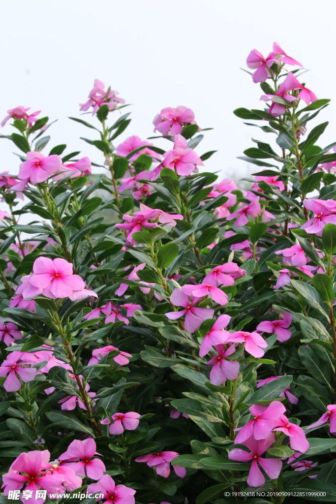 长春花