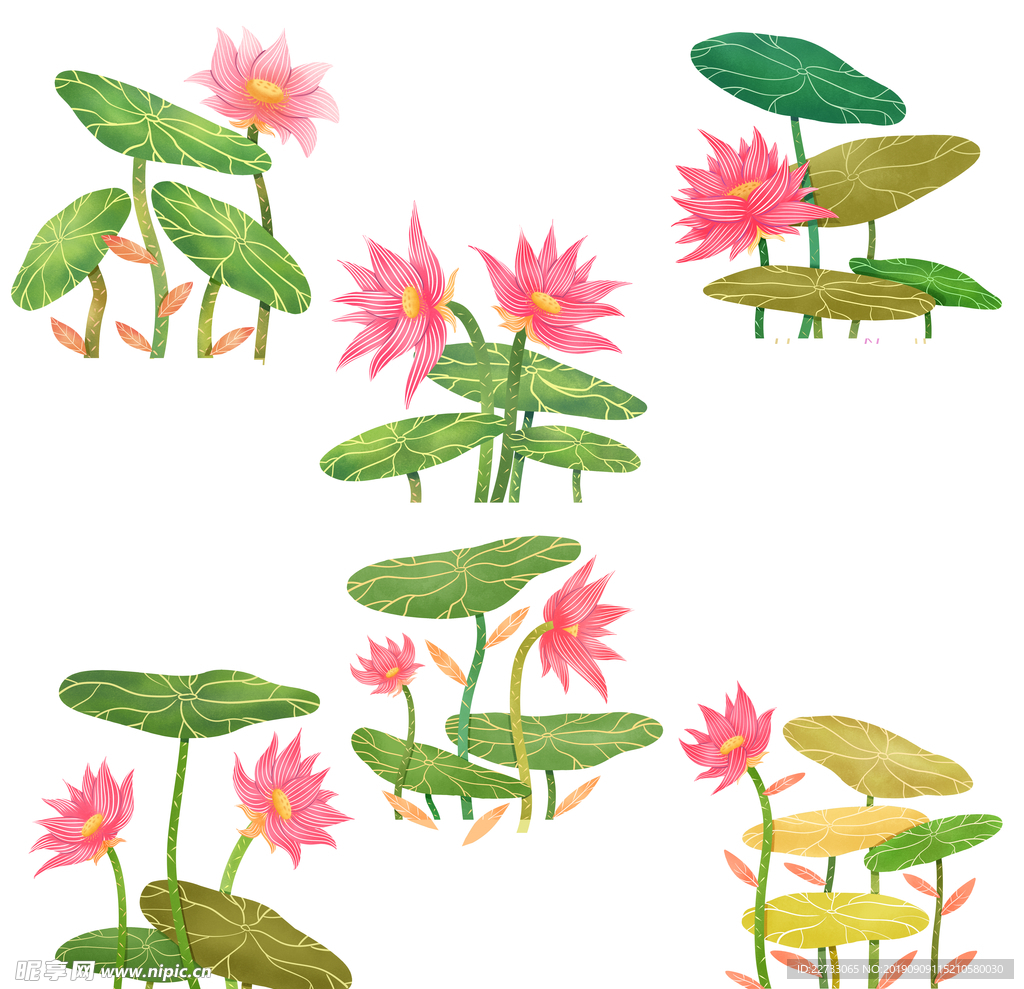 荷花莲叶