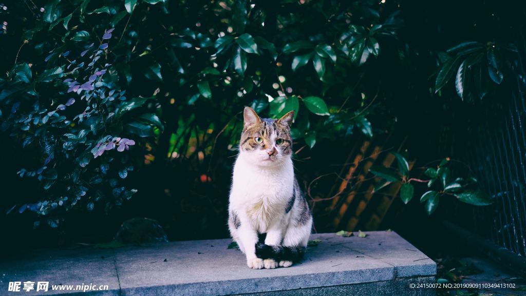 猫