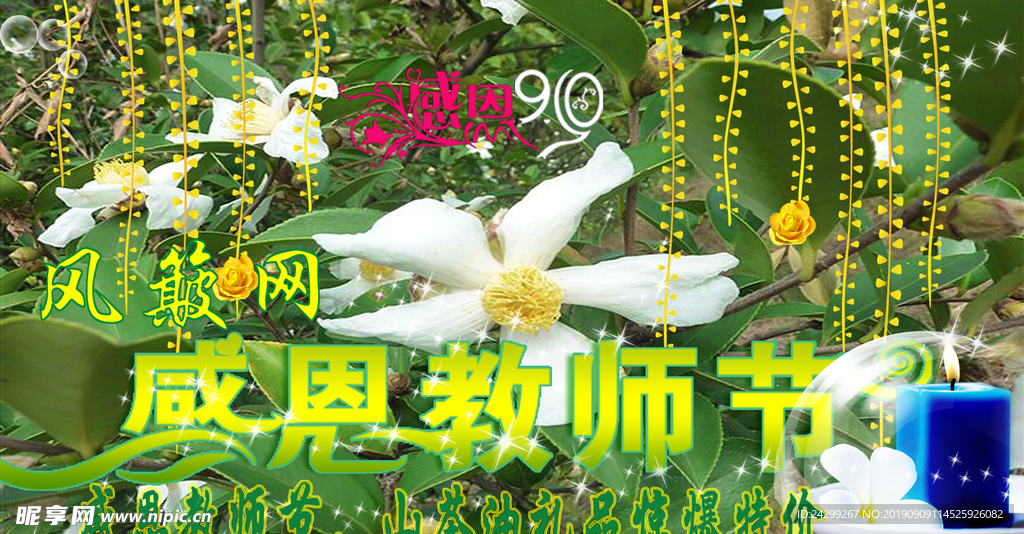 山茶花 茶花油 教师节