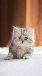 呆萌的小猫图片
