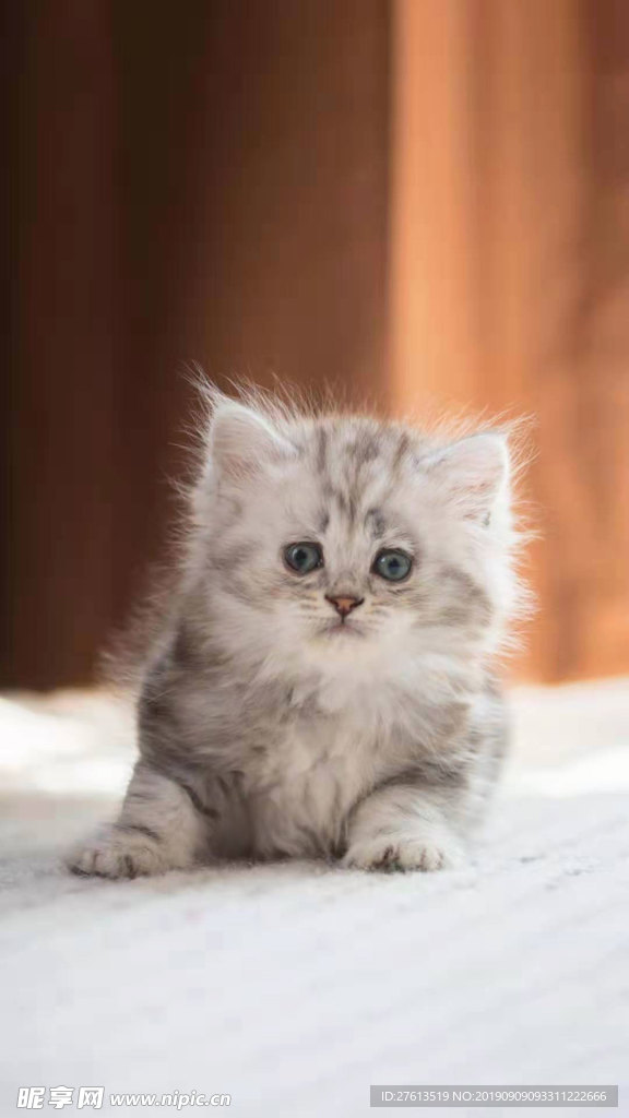 呆萌的小猫图片