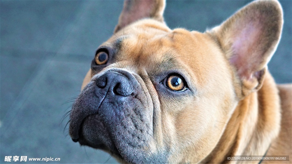 斗牛犬