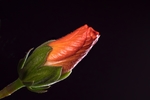 芙蓉