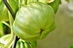 蕃茄