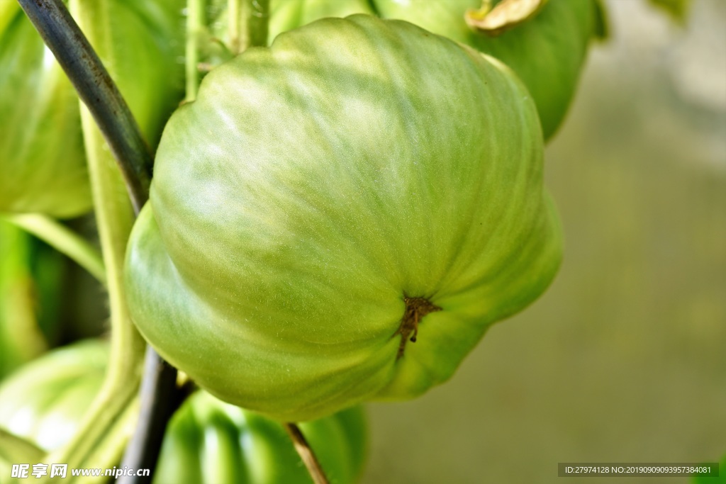 蕃茄