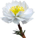 雪莲花