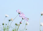 粉红花 红火花 花海 花卉 景观 波斯菊