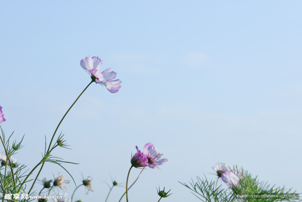 粉红花 红火花 花海 花卉 景观 波斯菊