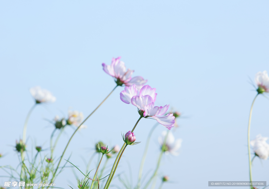 粉红花 红火花 花海 花卉 景观 波斯菊