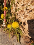 黄花