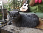 灰猫