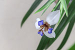 鸢尾花