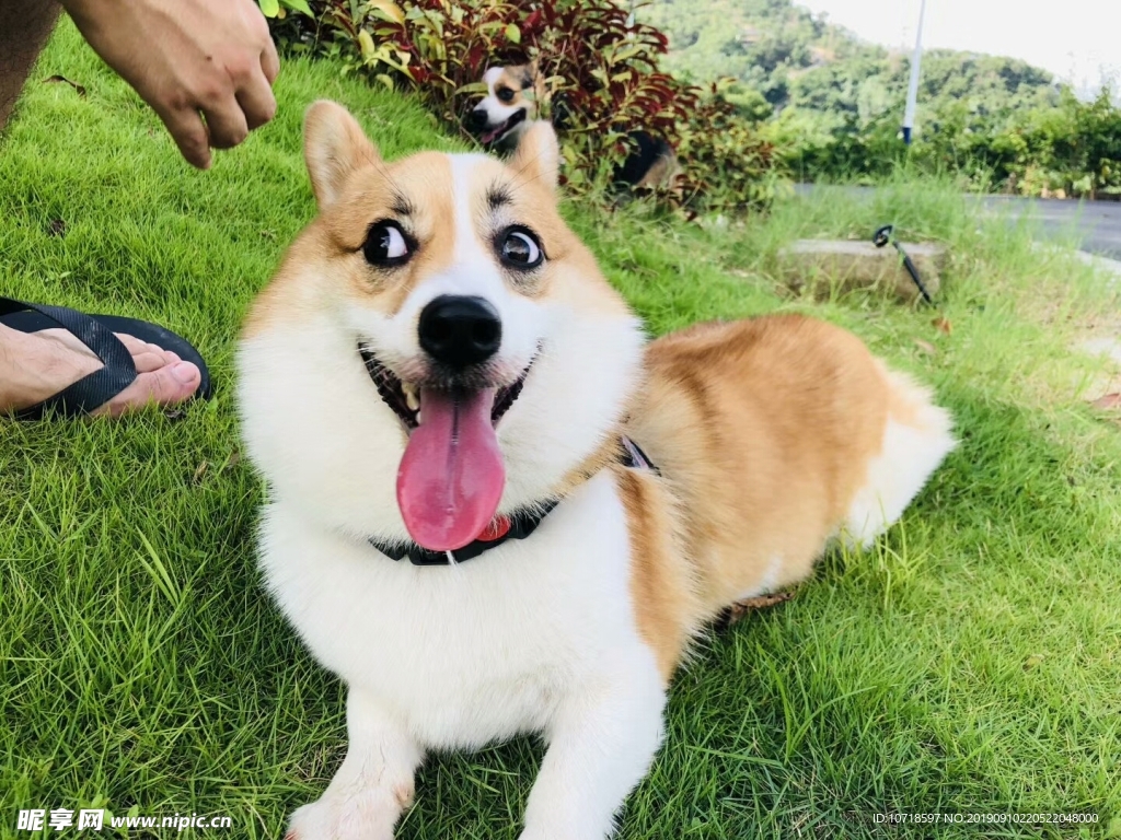 狗狗