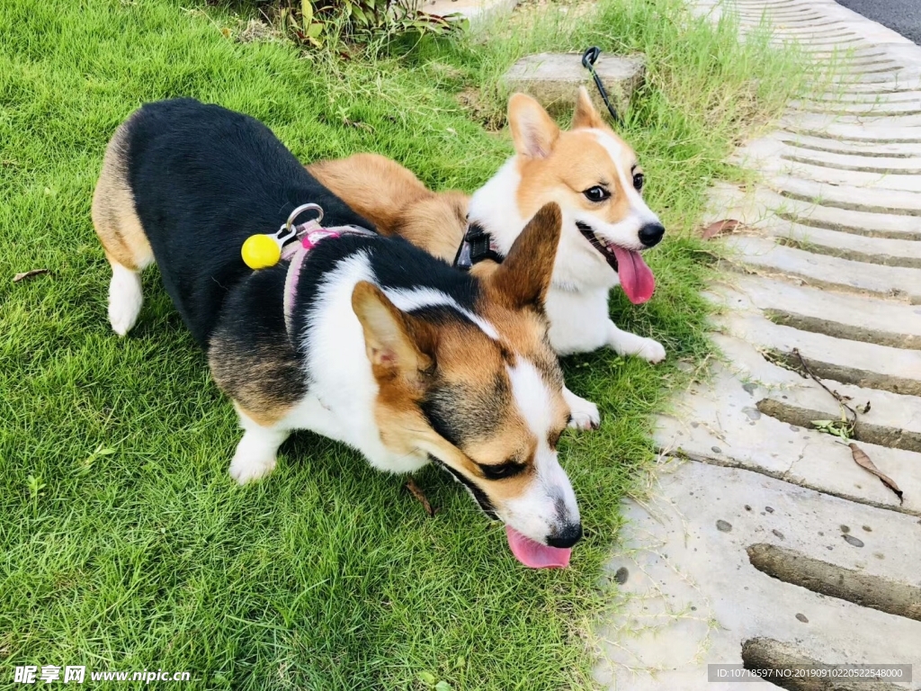 狗狗