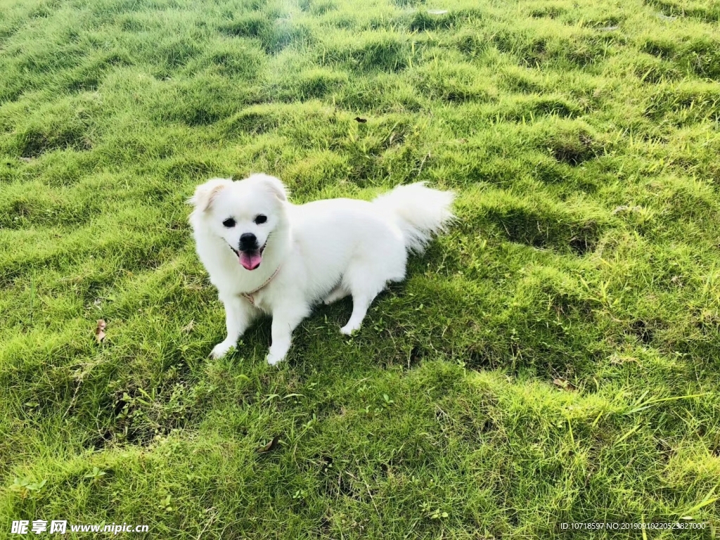 狗狗
